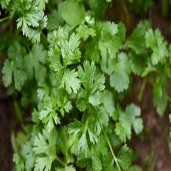 Cilantro