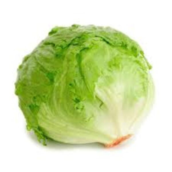 Lechuga Batavia Und