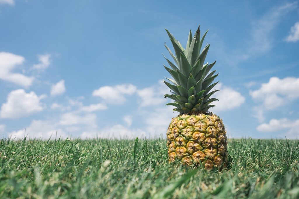 pineapple, grass, field