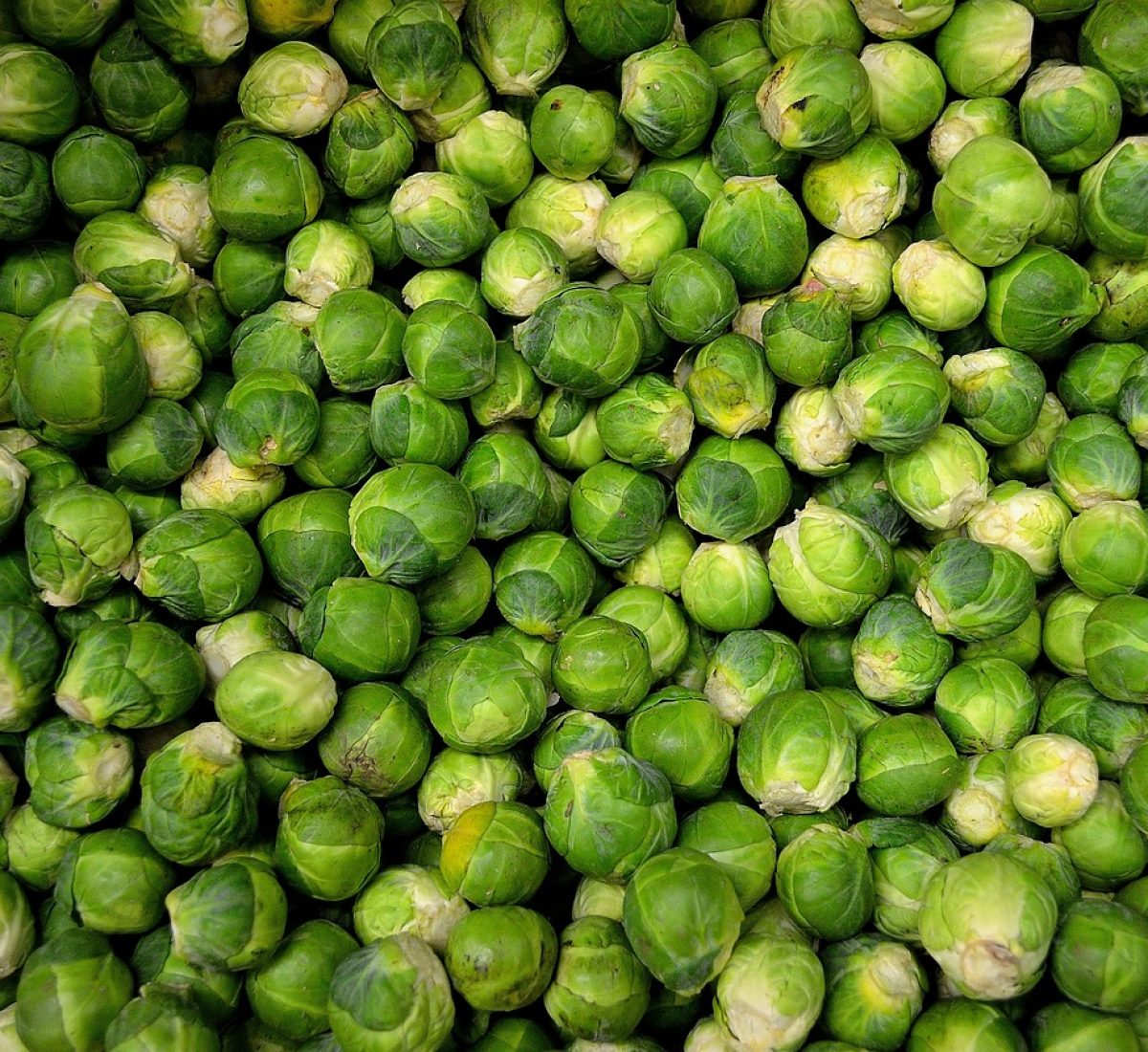 brussels sprouts, vegetables, sprouts